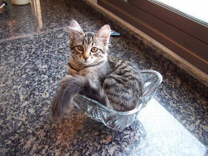 hiding cat