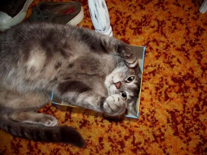 hiding cat