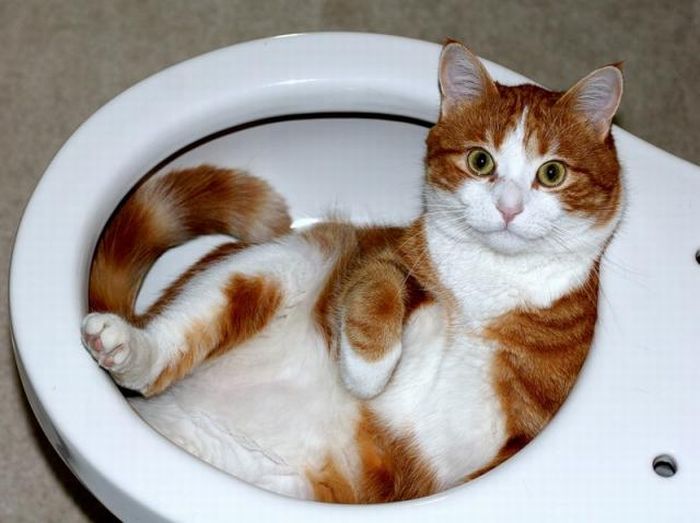 hiding cat