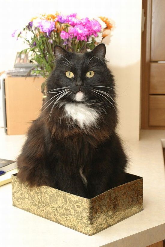 hiding cat