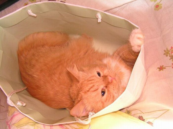 hiding cat