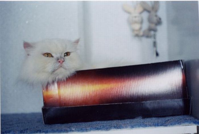 hiding cat