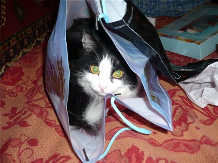 hiding cat