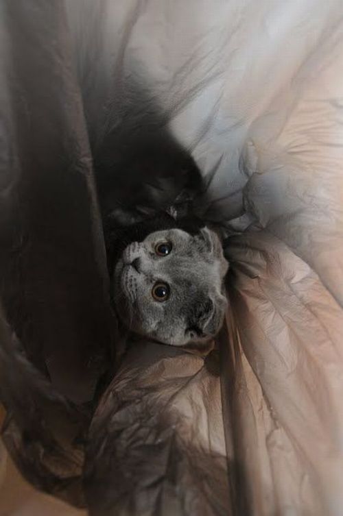 hiding cat