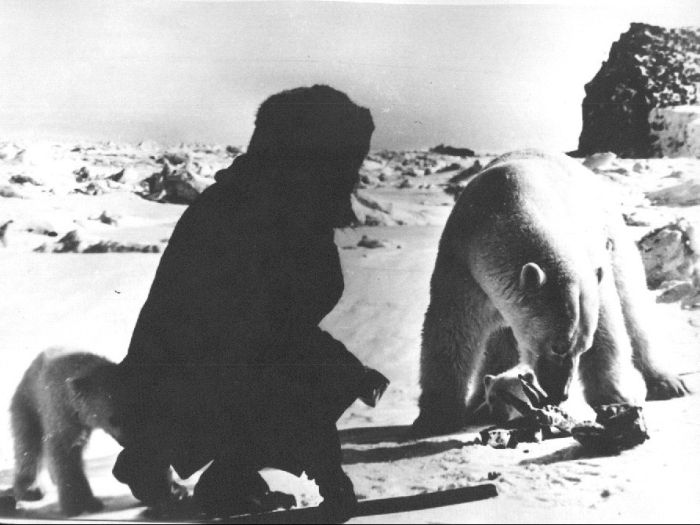 feeding a polar bear