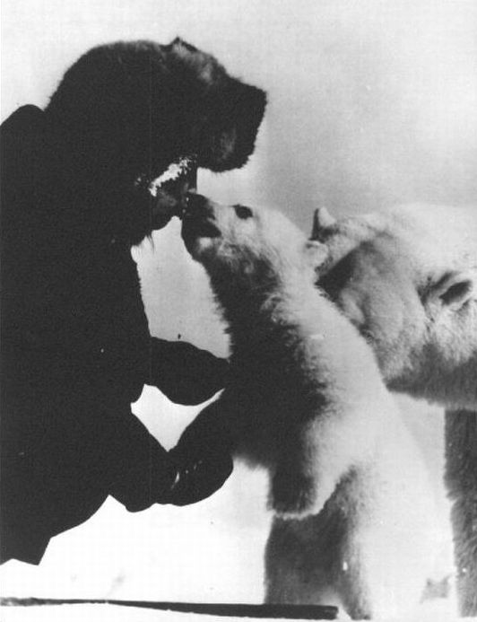 feeding a polar bear