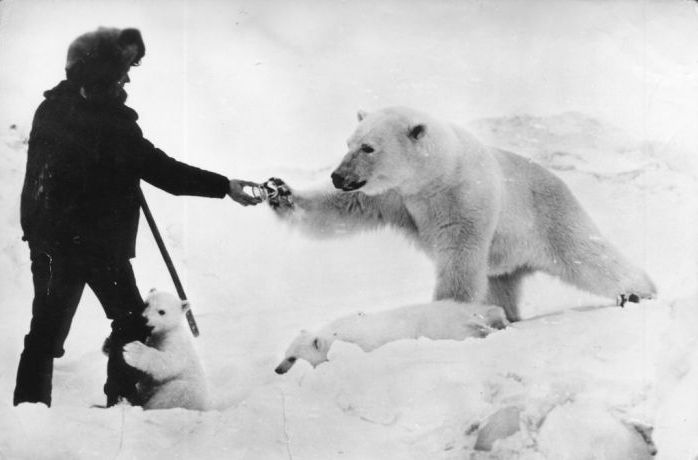 feeding a polar bear