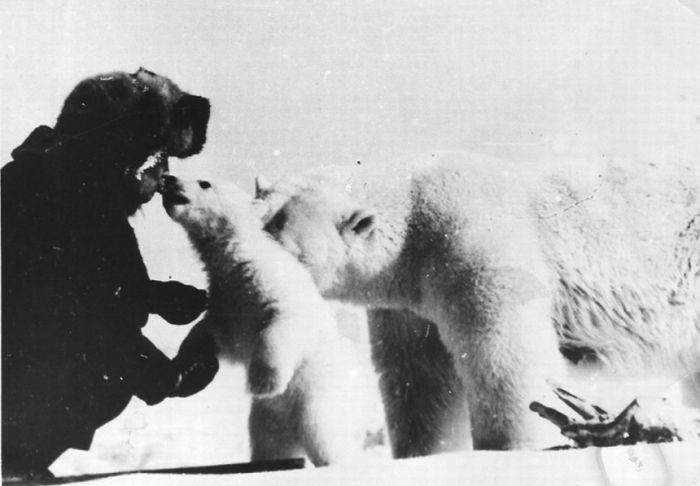 feeding a polar bear