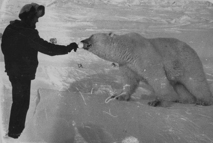 feeding a polar bear