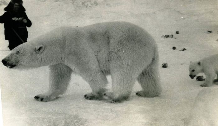 feeding a polar bear