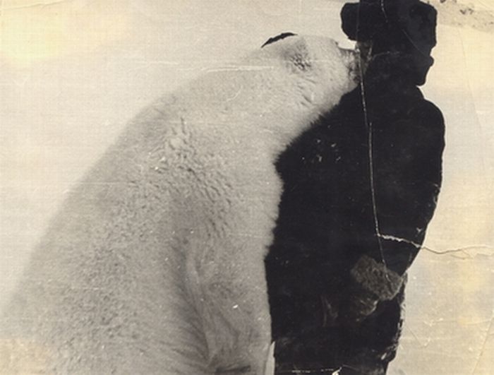 feeding a polar bear