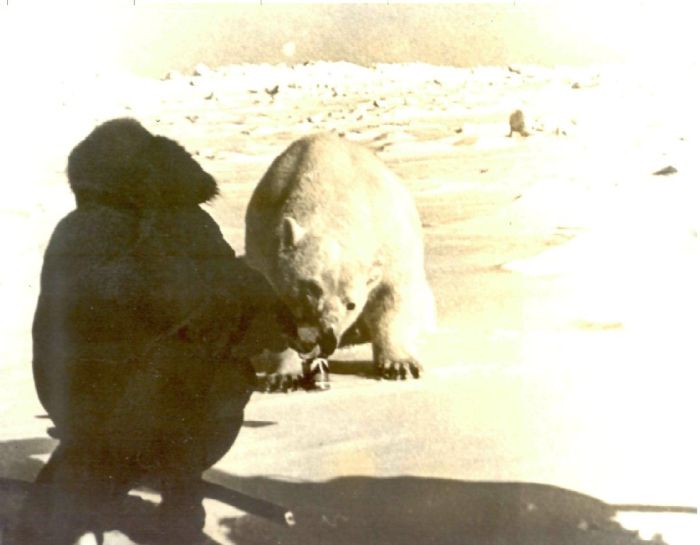 feeding a polar bear