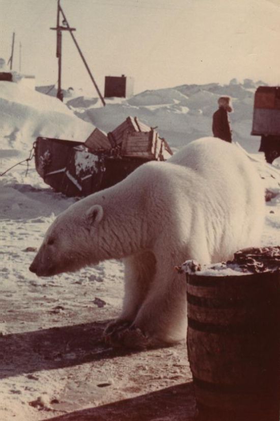 feeding a polar bear