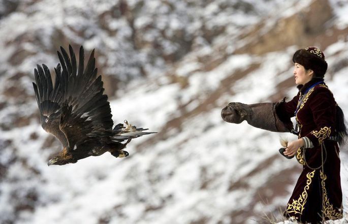 Hunting rabbits with golden eagles, Kazakhstan