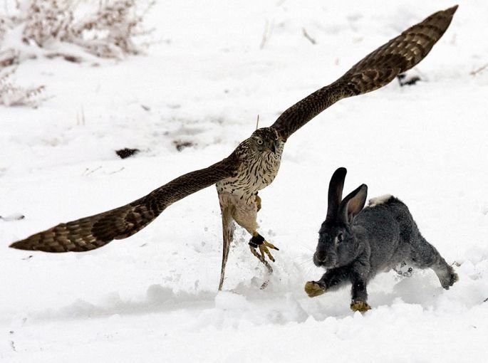 Hunting rabbits with golden eagles, Kazakhstan