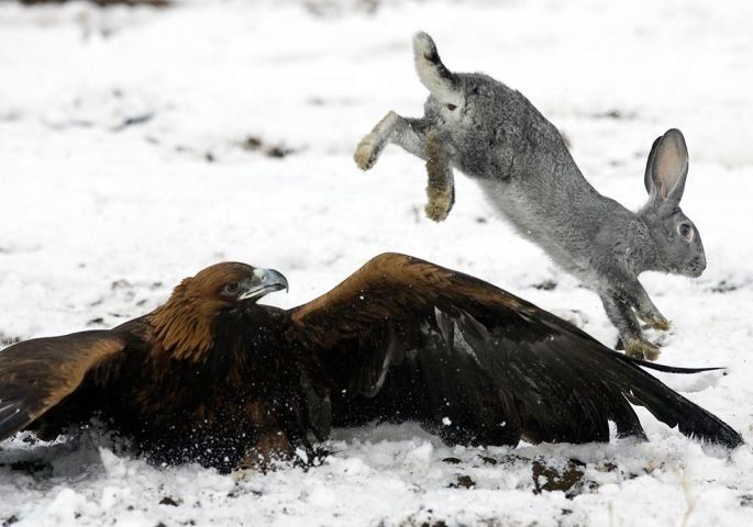 Hunting rabbits with golden eagles, Kazakhstan