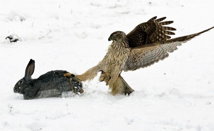 Hunting rabbits with golden eagles, Kazakhstan