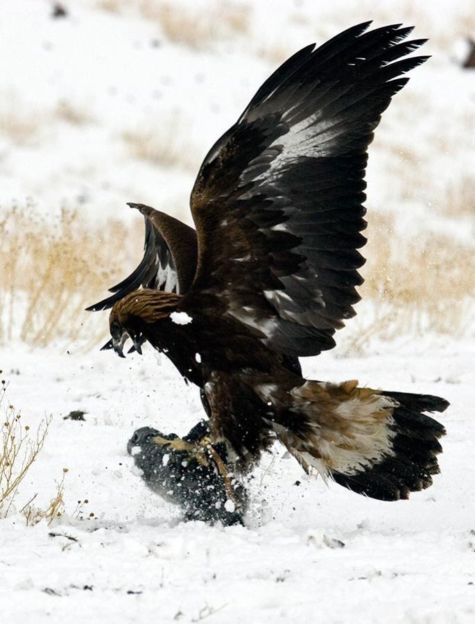 Hunting rabbits with golden eagles, Kazakhstan