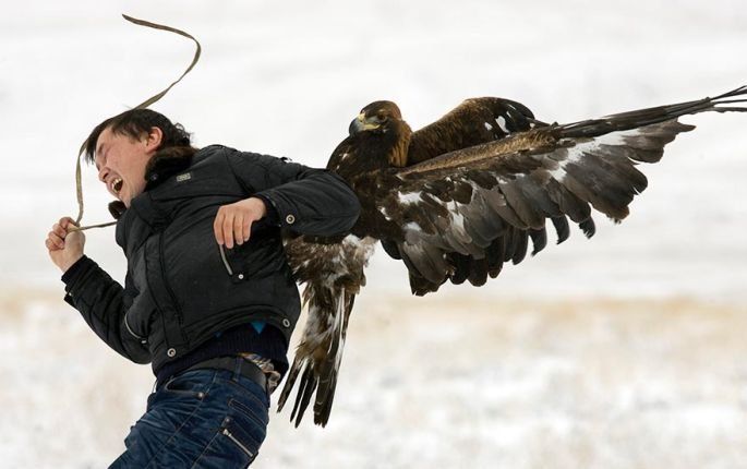 Hunting rabbits with golden eagles, Kazakhstan