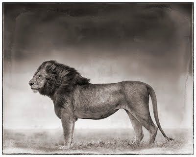 Black and white animal photography by Nick Brandt