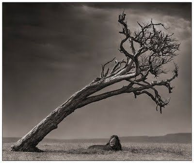 Black and white animal photography by Nick Brandt