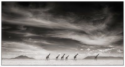 Black and white animal photography by Nick Brandt