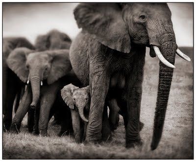 Black and white animal photography by Nick Brandt