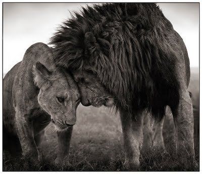 Black and white animal photography by Nick Brandt