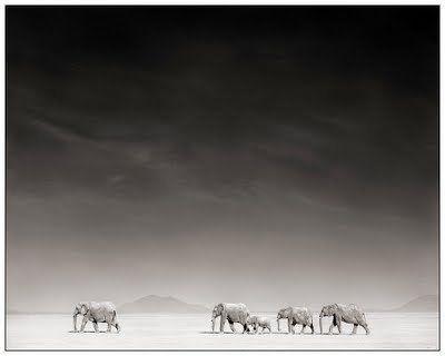 Black and white animal photography by Nick Brandt