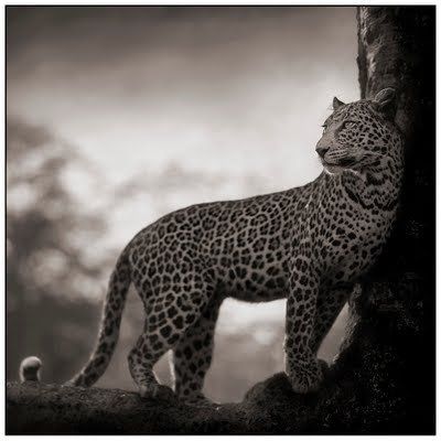 Black and white animal photography by Nick Brandt