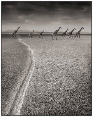 Black and white animal photography by Nick Brandt