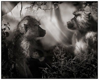 Black and white animal photography by Nick Brandt