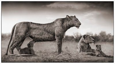 Black and white animal photography by Nick Brandt