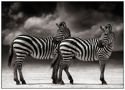 Black and white animal photography by Nick Brandt