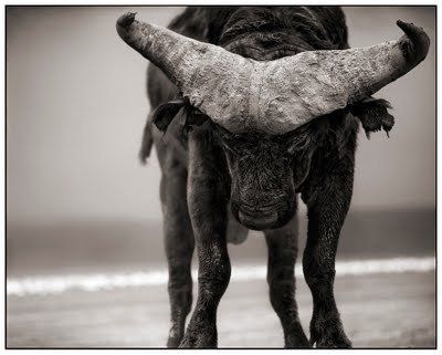 Black and white animal photography by Nick Brandt