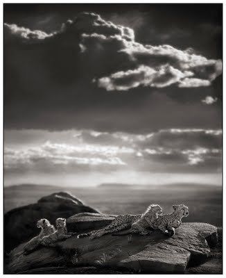 Black and white animal photography by Nick Brandt