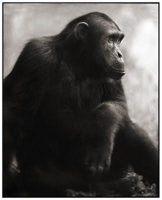 Black and white animal photography by Nick Brandt