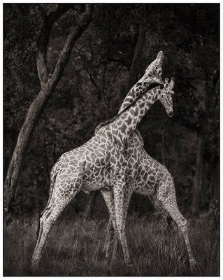 Black and white animal photography by Nick Brandt