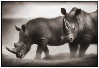 Black and white animal photography by Nick Brandt