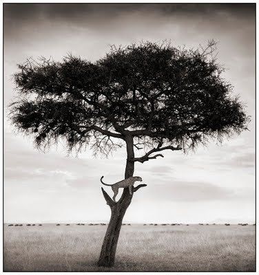 Black and white animal photography by Nick Brandt