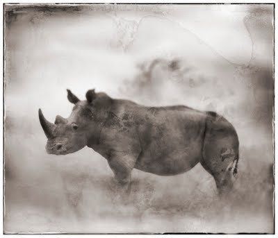 Black and white animal photography by Nick Brandt