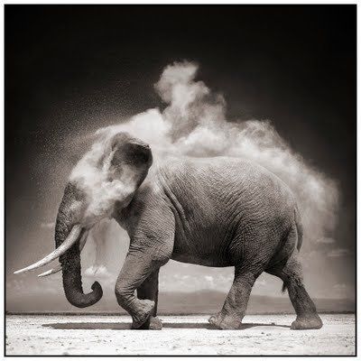 Black and white animal photography by Nick Brandt