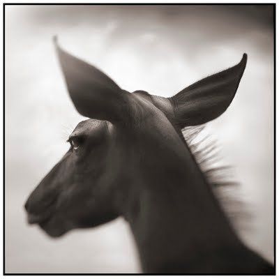 Black and white animal photography by Nick Brandt