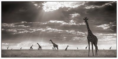 Black and white animal photography by Nick Brandt