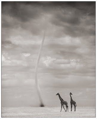 Black and white animal photography by Nick Brandt