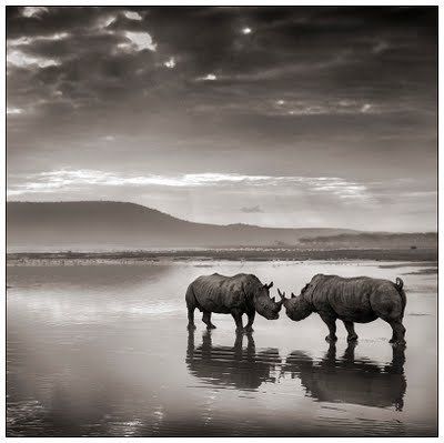 Black and white animal photography by Nick Brandt