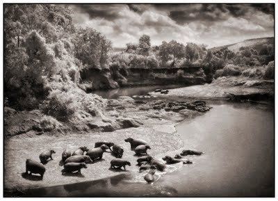 Black and white animal photography by Nick Brandt