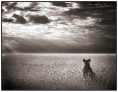 Black and white animal photography by Nick Brandt