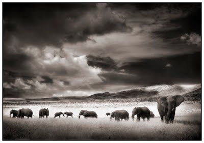 Black and white animal photography by Nick Brandt