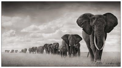 Black and white animal photography by Nick Brandt